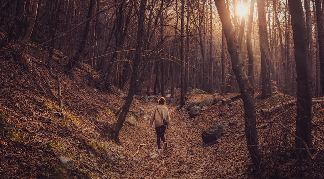 Promenades en forêt