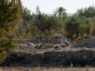 Oiseaux migrateurs