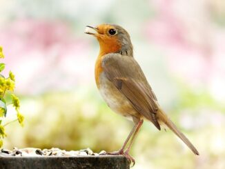 oiseau de compagnie