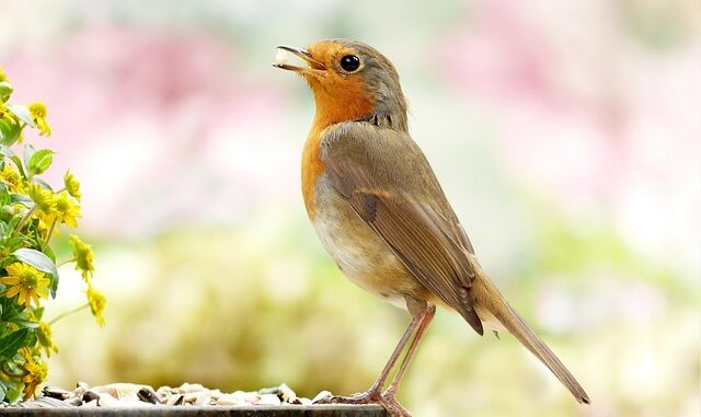 oiseau de compagnie