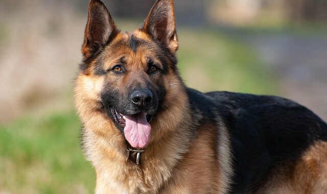 chiens d'alerte médicale