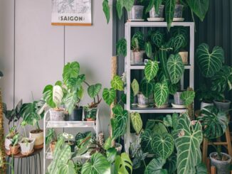 plantes d'intérieur