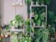 plantes d'intérieur