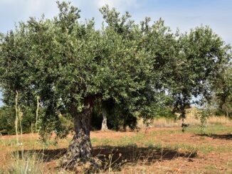 Plantez des oliviers au Maroc