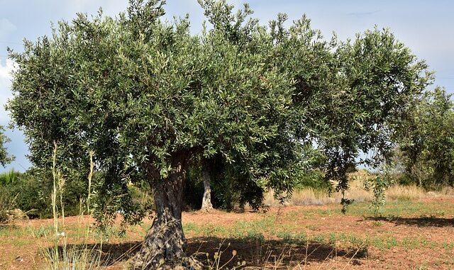 Plantez des oliviers au Maroc