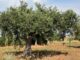 Plantez des oliviers au Maroc